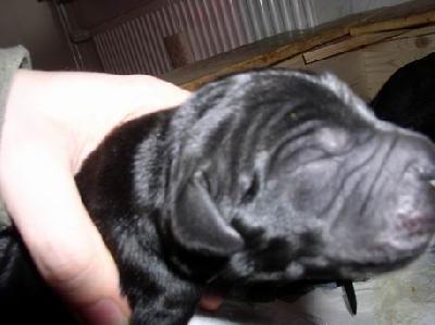 Apache Von Blackpearl