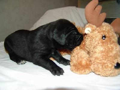 Apache Von Blackpearl