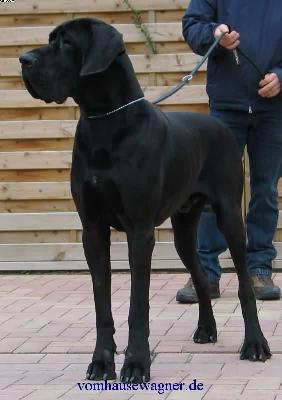 Antares Von Blackpearl