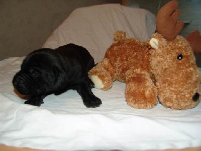 Antares Von Blackpearl