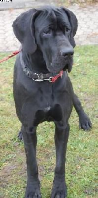 Antares Von Blackpearl