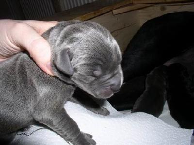 Avalon Von Blackpearl