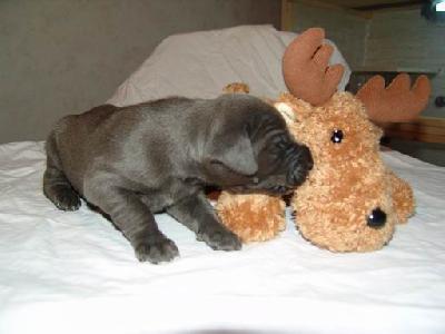 Avalon Von Blackpearl