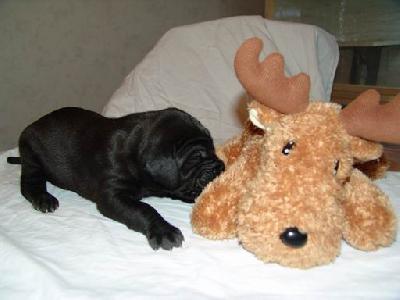 Asabi Von Blackpearl