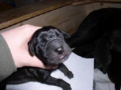 April Von Blackpearl