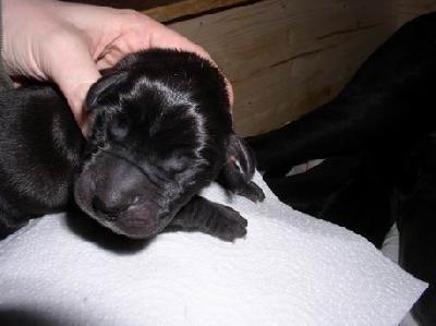 Alexis Von Blackpearl