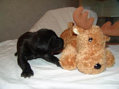 Alexis Von Blackpearl