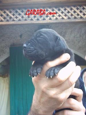 Cash2004021502 De Garaba