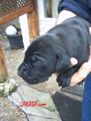 Cash2004021503 De Garaba