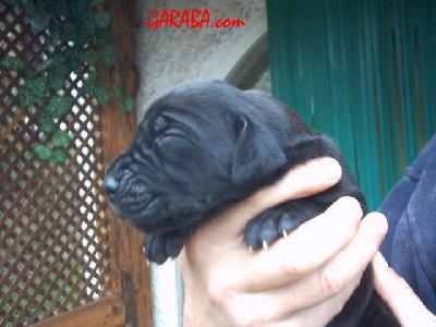 Cash2004021505 De Garaba