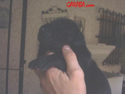 Cash2004021506 De Garaba