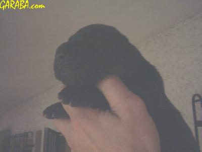 Cash2004021508 De Garaba