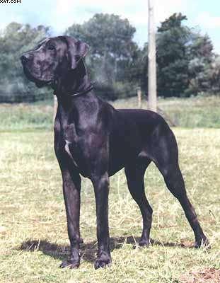 Ansgar Von Wotans Meute