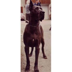 Arissa Von Der Bocksleite