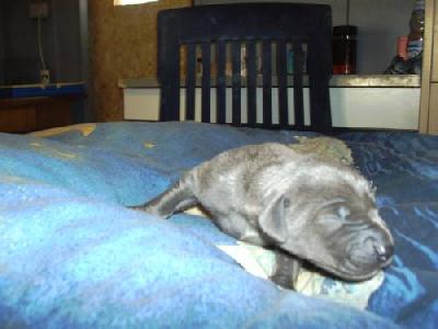 Gipsy Vom M�rchenland