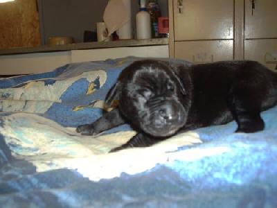 Gulliver Vom M�rchenland