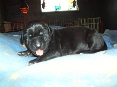 Gargamel Vom M�rchenland