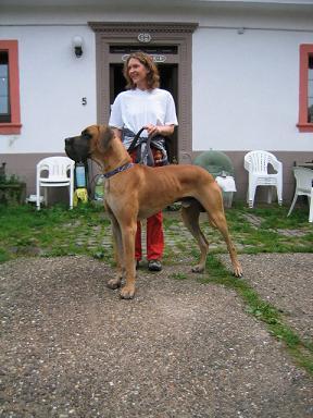 Pedro Bocca D�tigre