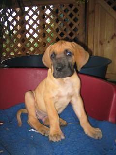Pauli Bocca D�tigre