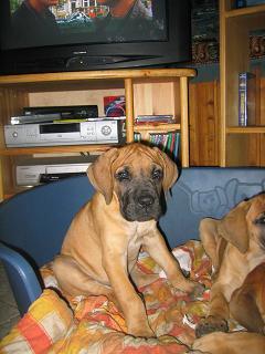 Paco Bocca D�tigre