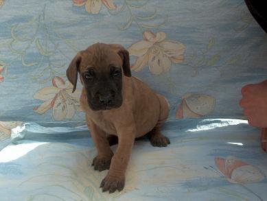 Balduin Vom Regenbogental
