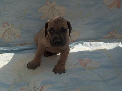 Bruno Vom Regenbogental