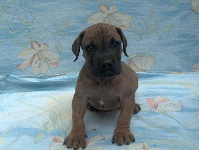 Baldur Vom Regenbogental