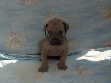 Baltasar Vom Regenbogental