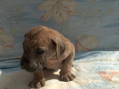 Bombax Vom Regenbogental