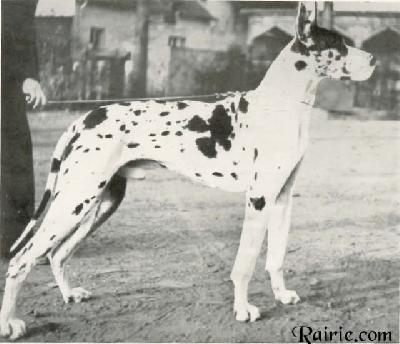 Negus Von Der Kreuzschanze