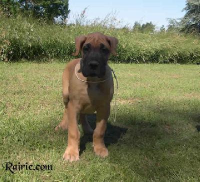 Voltaire Des Terres De La Rairie