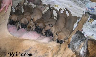 Venizia Des Terres De La Rairie