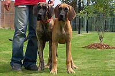 Charly Vom Albrechtsbach