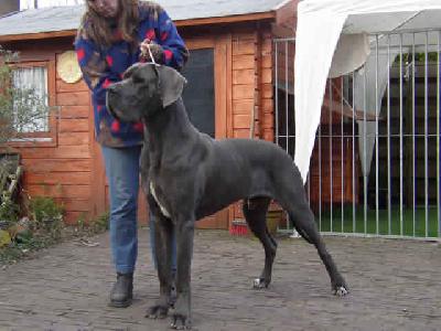 Dingo Khan V. Rosherta