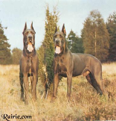 Attila Von Der Heideblute