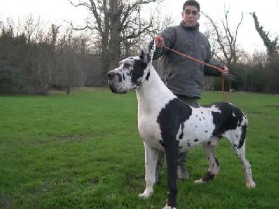 Rod Des Apollons De La Pile