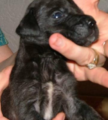 Herkules Vom Mrchenland