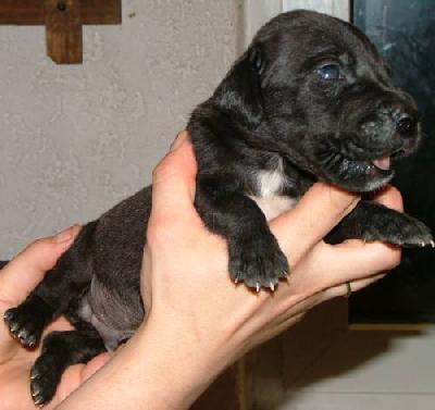 He-man Vom M�rchenland