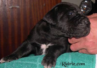 Orme2004040502 Des Terres De La Rairie