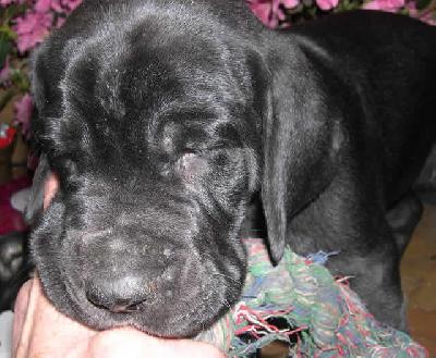 Orme2004040503 Des Terres De La Rairie