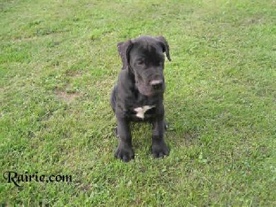 Vasco Des Terres De La Rairie