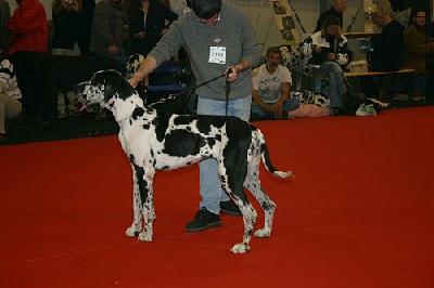 Crystal Claudia Bohemica