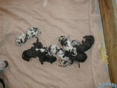 Darinka Von Schlesien