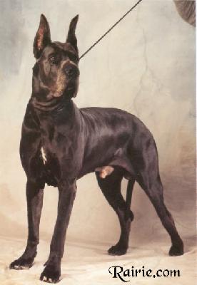 Shermann Von Hause Geco