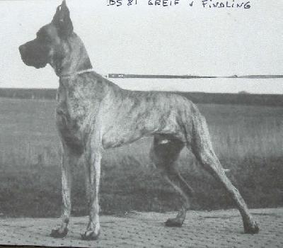 Ch Greif Von Findling