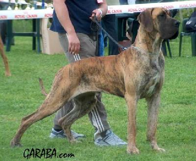 D`artagnan Da Casa Do Torrao