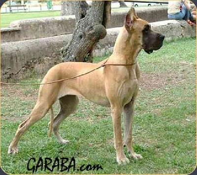 Camila Da Casa Do Torrao