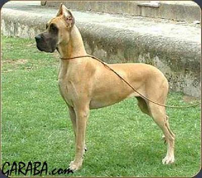 Camila Da Casa Do Torrao