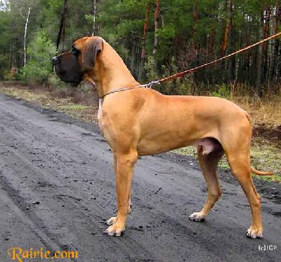 Ali Baba Z Losiowego Gaju