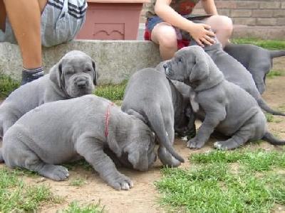 A-merlin Von Villa-ludesheim